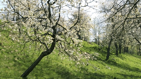 Blühende Kirschbäume auf einer Streuobstwiese