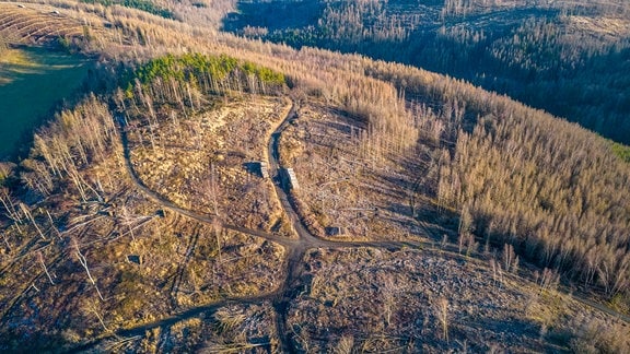 Abgestorbener Wald und Kahle Bäume auf dem Armeleuteberg bei Wernigerode. Die Dürrejahre 2018 - 2020 haben massiven Waldschaden zur Folge gehabt. Vom Nadelwald wird der Harz zum Mischwald umgebaut um ihn gegen den Klimawandel beständiger zu machen.