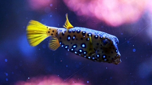 Ein gelb-blauer Fisch mit leuchtenden Farben