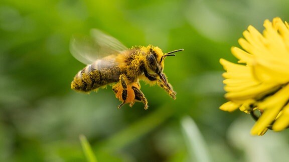 Eine Biene fliegt in einem Garten zu einer Löwenzahnpflanze.