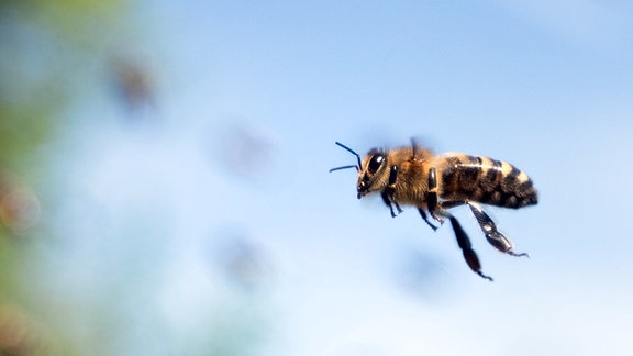 Honigbiene im Flug