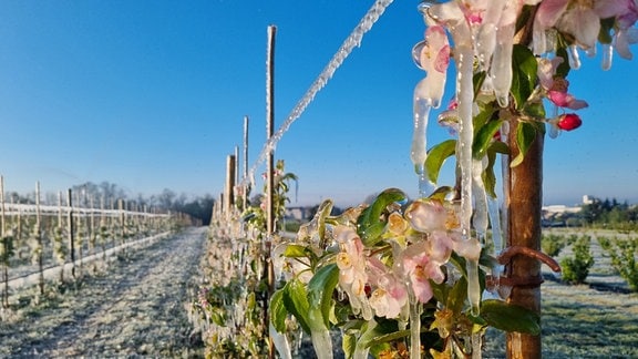 Blüten der Apfelbäume sind eingefroren.