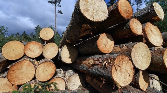 Kiefernstämme liegen im Wald.