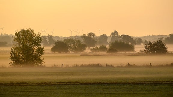 Nebel liegt bei Sonnenaufgang wie ein Tuch über den Wiesen der Elbaue.