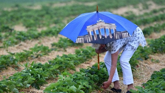 Eine Frau mit Regenschirm pflückt auf einem Feld in Groß Kreutz (Brandenburg) eine Erdbeere.