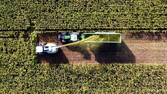 Mit einem Häcksler wird ein Feld mit Futtermais abgeerntet.