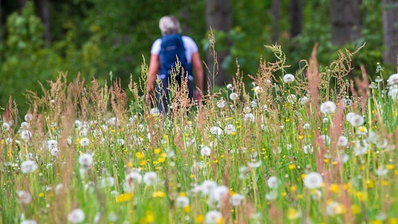 Ein Mann läuft einen Wanderweg nahe Dorfchemnitz im Erzgebirge entlang einer kleinen Wiese, die mit zahlreichen Löwenzahn-Pflanzen bestanden ist.