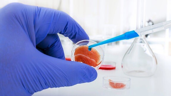 Züchtung von Laborfleisch in einer Petrischale