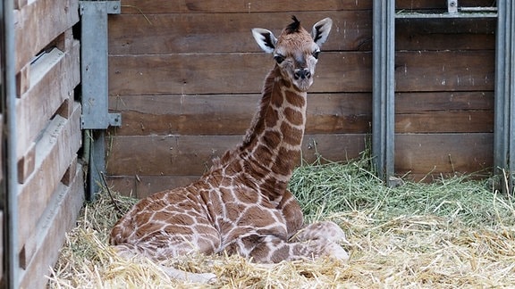 Giraffen-Nachwuchs liegt im Innenstall im Leipziger Zoo. 