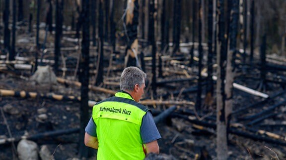 Roland Pietsch, Leiter des Nationalparks Harz steht vor einer verkohlten Waldfläche.