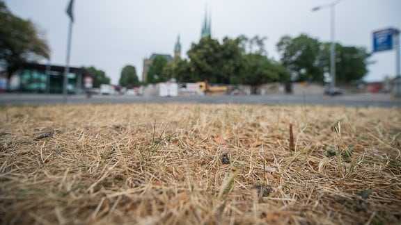 Ein Stück vertrockneter Rasen vor dem Erfurter Domplatz