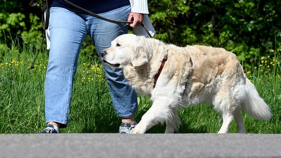 Eine Frau geht mit ihrem Hund spazieren. Grüne und CDU wollen in Baden-Württemberg nach dem Vorbild Niedersachsens einen Hunde-Führerschein einführen.