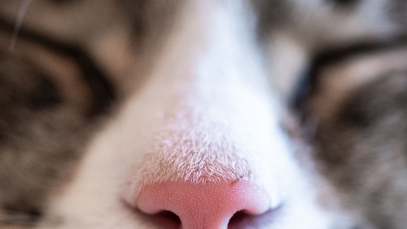 Die Nase einer Katze