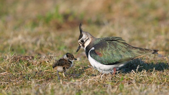 Kiebitz mit Küken auf einer Wiese.