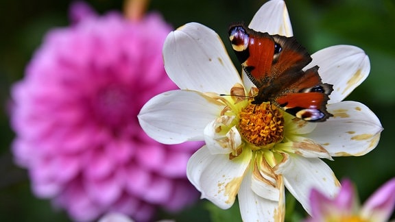 Ein Schmetterling sitzt auf einer Blüte.