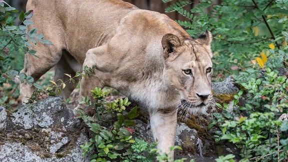 Berlin: Eine Löwin streift durch ihr Gehege im Zoo.