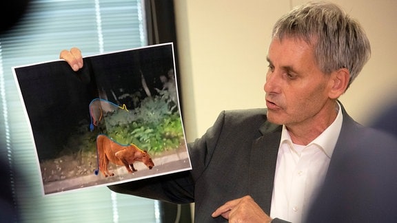 Michael Grubert (SPD), Bürgermeister von Kleinmachnow, erklärt bei einem Pressegespräch anhand von Fotos, weshalb es sich bei dem gesuchten Raubtier um keine Löwin handelt. 
