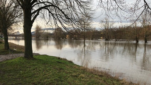 Bäume, Fluss