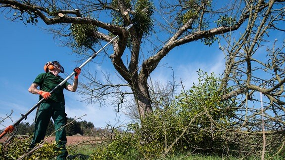 Manfred Rappold, Vorsitzender des Obst- und Gartenbauvereins Löstertal, schneidet einen Apfelbaum, auf dem Misteln wachsen.