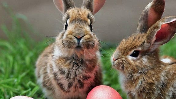 Zwei kleine Hasen sitzen zwischenbunten Eiern.
