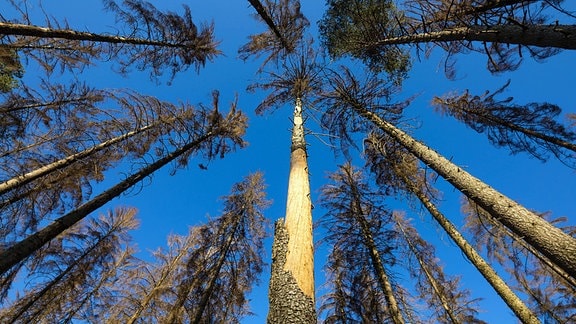 Geschädigte Fichten in der Dresdner Heide