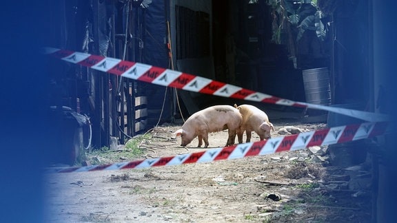 Einige Schweine suchen nach Futter hinter einem Absperrband des Veterinäramts.
