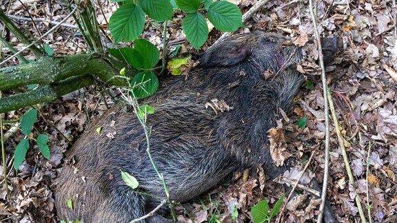 Ein totes Wildschwein liegt während einer Ãbung in einem Waldstück in Possenhain.