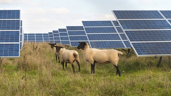Schafe weiden zwischen den Panelen einer Solarkraftanlage.