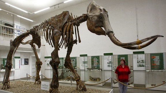 Das Skelett des eiszeitlichen Steppenelefanten im Spengler-Museum in Sangerhausen wird von einer Besucherin betrachtet. 