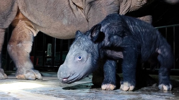 Ein männliches Sumatra-Nashorn-Kalb steht neben seiner Mutter Delilah.