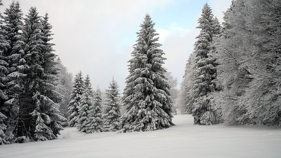 Der winterliche Wald ist mit Schnee bedeckt.
