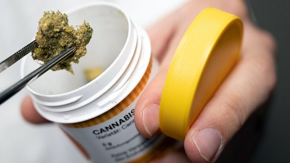 Cannabisblüten zur medizinischen Behandlung werden mit einer Pinzette aus einer Dose geholt