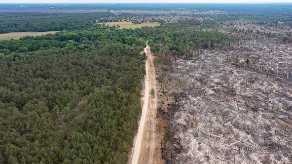 Eine verbrannte Waldfläche ist beim Waldbrand im Naturschutzgebiet auf ehemaligem Truppenübungsplatz bei Jüterbog zu sehen.