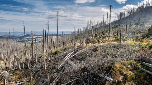 Blick in Höhe Eckerloch über abgestorbene Fichten entlang der Strecke der Harzer Schmalspurbahnen im Landkreis Harz.