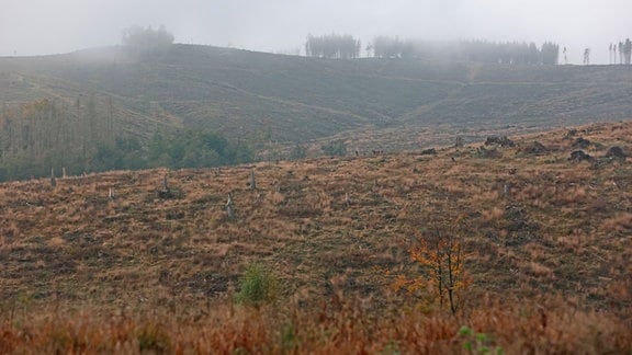 Blick auf eine Kalamitätsfläche im Südharz. Als Kalamitätsflächen werden Areale bezeichnet, in denen Borkenkäfer, Hitze- und Dürrephasen erhebliche Waldschäden verursacht haben. 