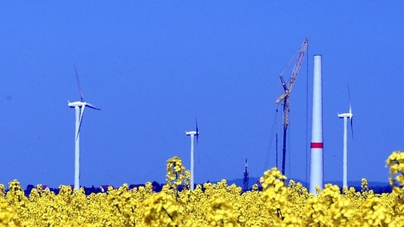 Hinter einem Rapsfeld an der A 14 erstreckt sich ein Windpark.