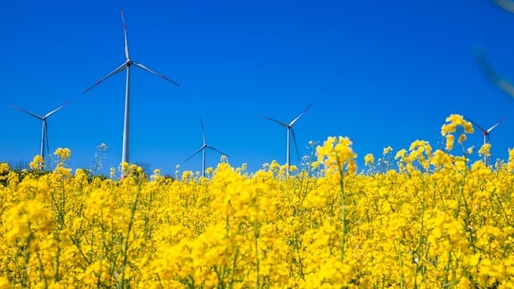 Windräder drehen sich hinter einem blühenden Rapsfeld in einem Energiepark und erzeugen Strom.
