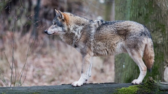 Ein Europäischer Wolf steht in einem Gehege auf einem Baumstamm.