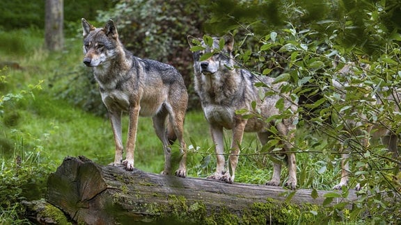 Wolfsrudel mit drei eurasischen Wölfen