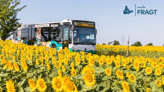 Ein Bus fährt zwischen Sonnenblumenfeldern hindurch.