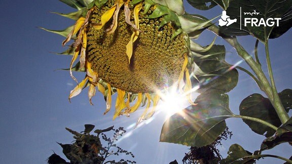 Mittagssonne und Sonnenblume mit hängendem Kopf auf einem trockenen Feld in Hofheim
