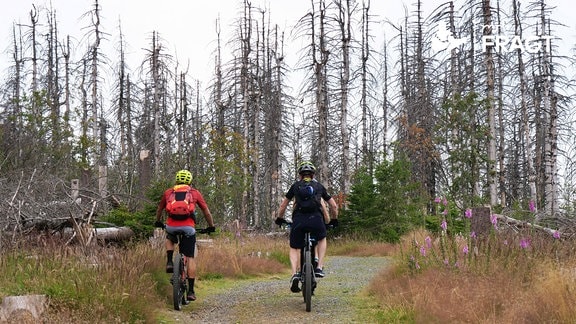 Radfahrer fahren auf einem Waldweg durch Totholz im Nationalpark Harz im Oktober 2022   