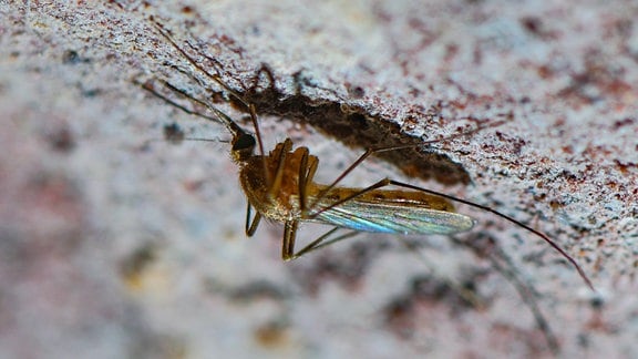 Eine Stechmücke sitzt kopfüber an einer rauen Kellerdecke