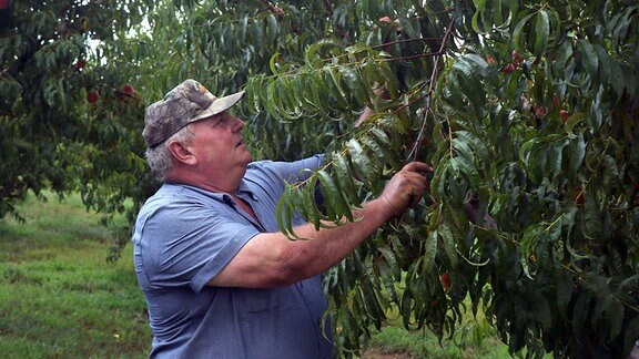 Pfirsichbauer Bill Bader untersucht seine Pfirsichbäume auf Schäden