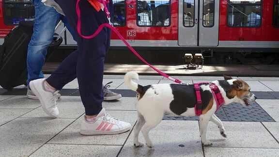 Ein Hund wird an einer Leine auf einem Bahngleis geführt. Im Hintergrund steht ein Zug.