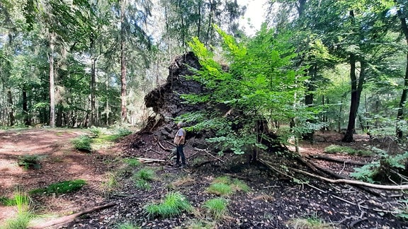 Wurzelteller einer umgestuerzten Rotbuche im Laubwald