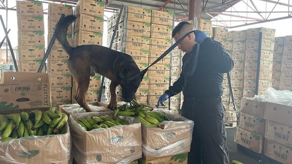 Drogenfahnder mit Spürhund durchsucht Bananenkisten im Hafen von Guayaquil in Ecuador