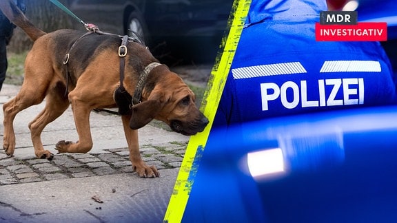 Spürhund er Polizei im Einsatz