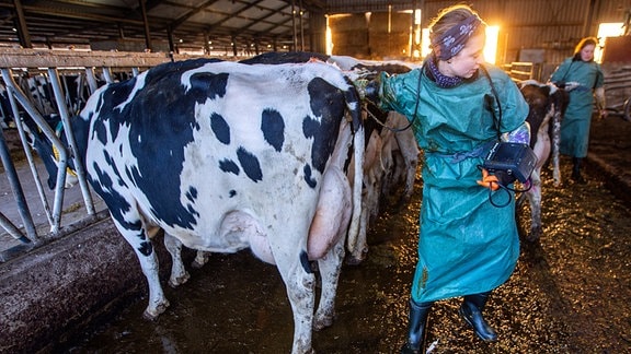 Zwei Tierärztinnen führen Trächtigkeitsuntersuchungen bei Kühen in einem Stall durch.