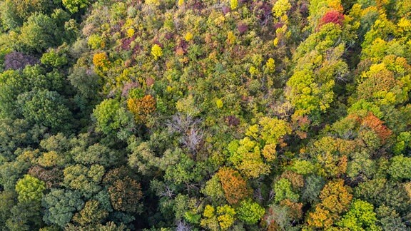 Ein herbstlich gefärbter Mischwald (Luftaufnahme mit einer Drohne).